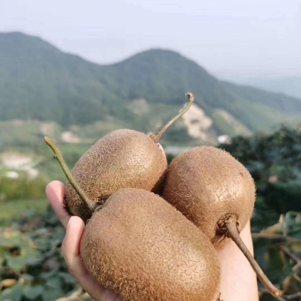 河源市和平猕猴桃趣香3号纯甜无酸老少皆宜8斤装3040个大果