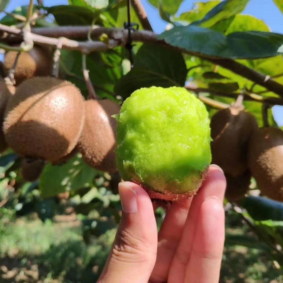 河源市和平猕猴桃趣香3号纯甜无酸老少皆宜8斤装3040个大果