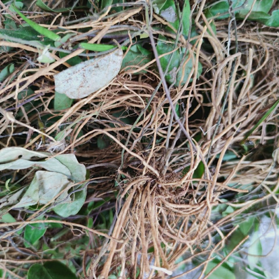 新鲜野生 威灵仙 铁脚威灵仙藤 老虎须 三百六十筋250克
