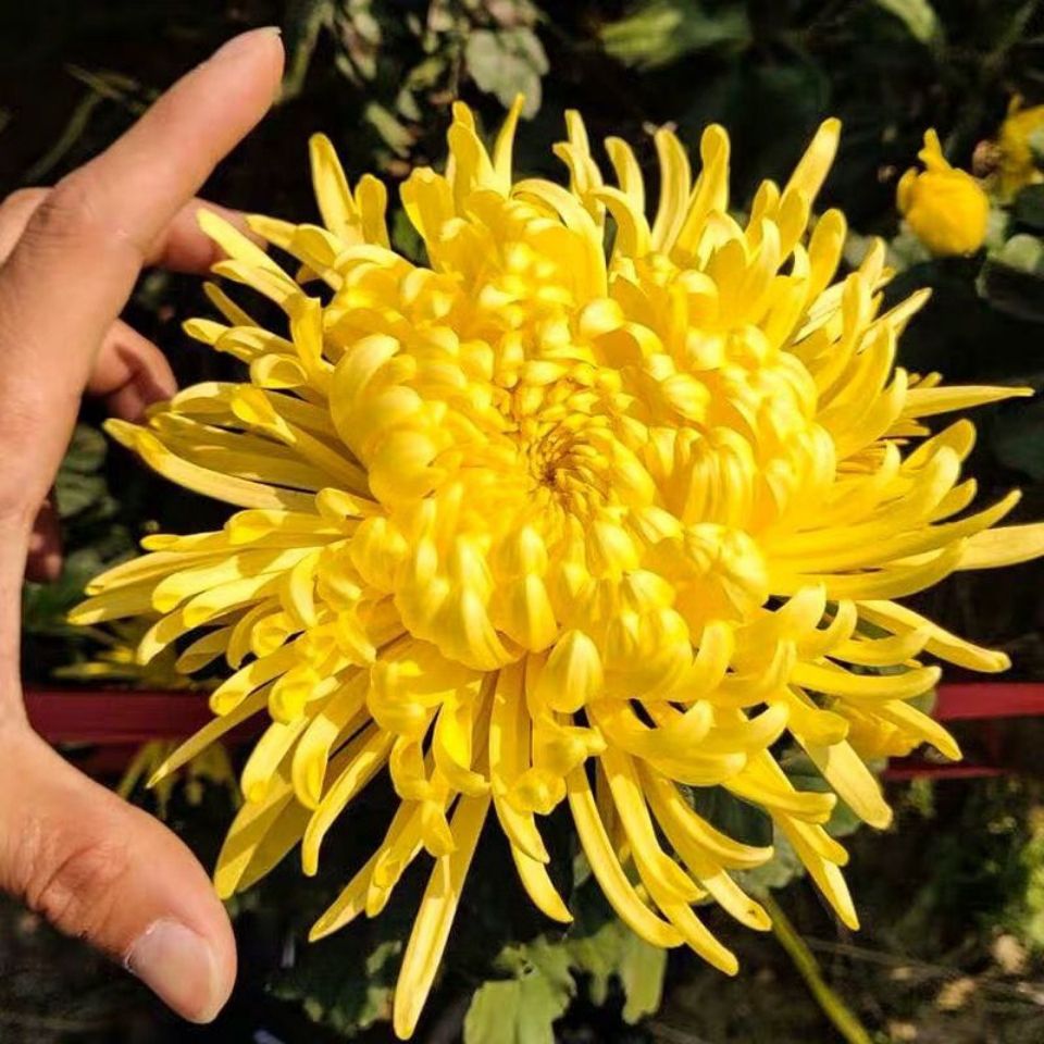 金丝皇菊一朵一杯独立包装大黄菊特级大朵菊花茶罐装20克贡菊胎菊