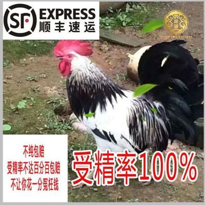 鹊山鸡精品纯种受精蛋好孵化受精率包100%特种鸡新鲜蛋顺丰包