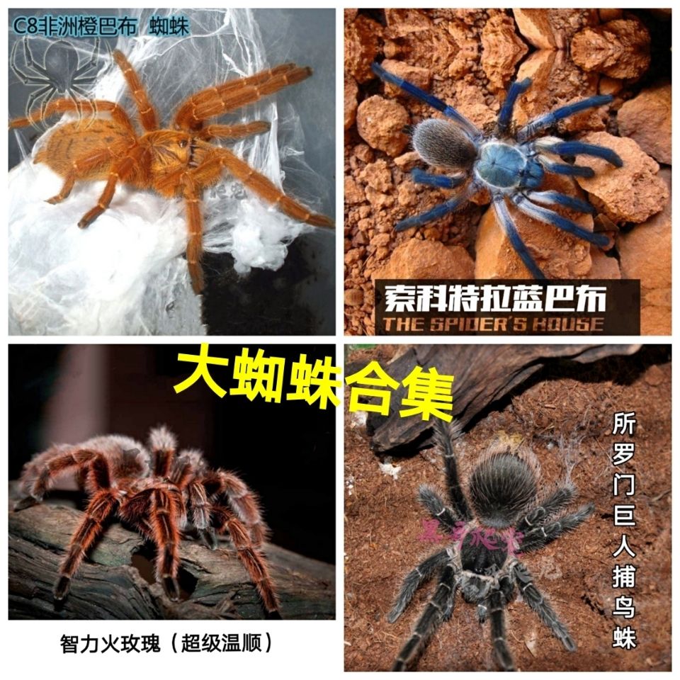 所罗门所罗门蜘蛛活体成体所罗门大蜘蛛活体蜘蛛