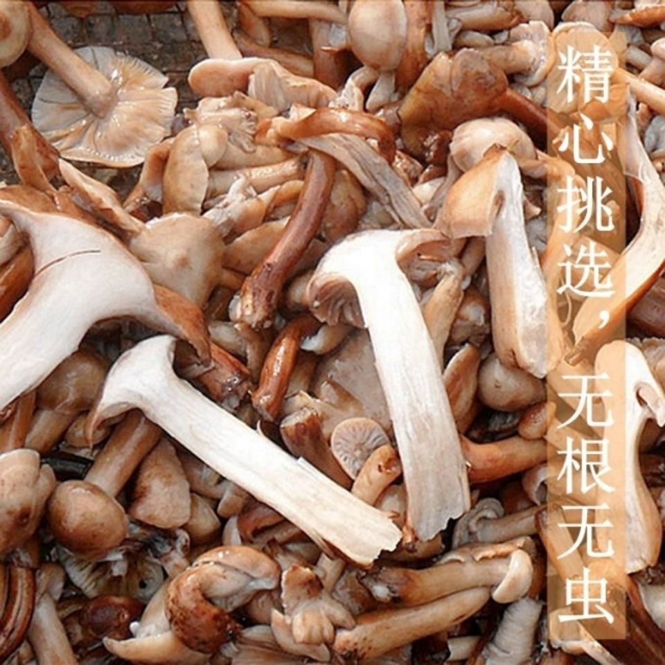 东北新货2021刚下山野生臻蘑新鲜腌制精品无根手工挑选新货包邮【3天