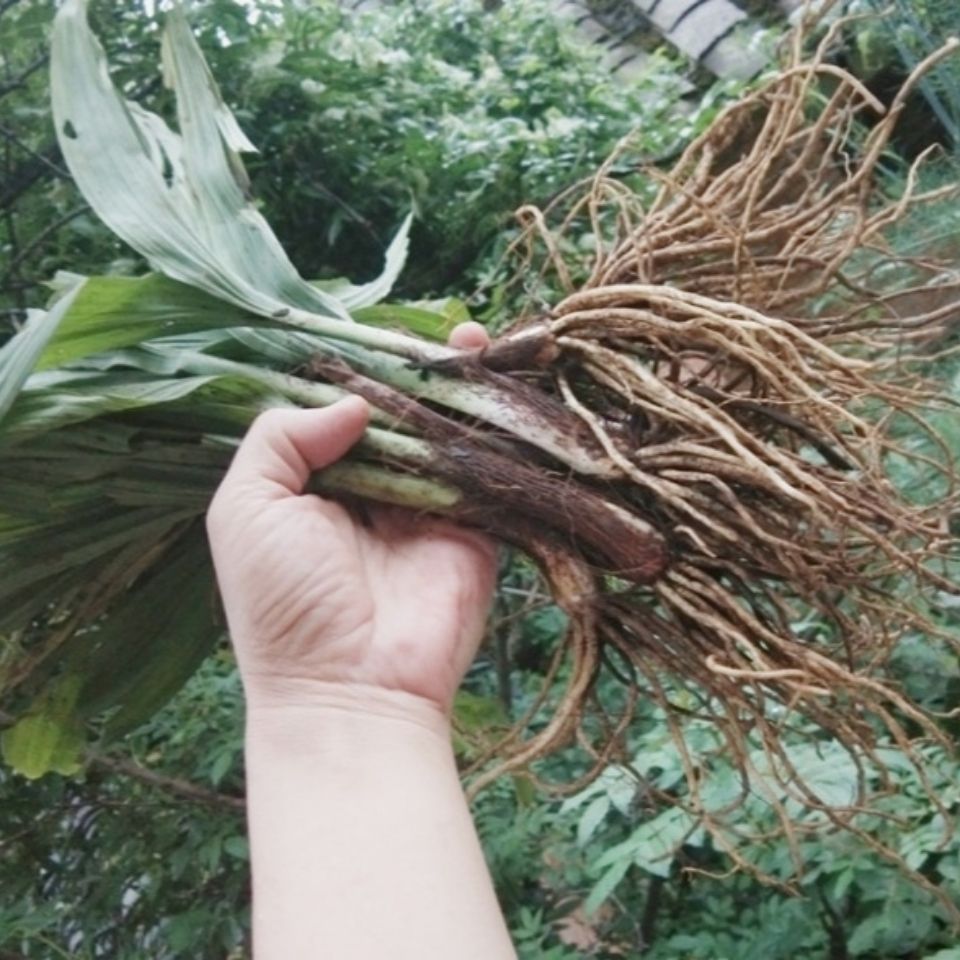 新鲜天然青草小棕根 岩棕 人头发 马氏黎芦 整株全草500g包邮