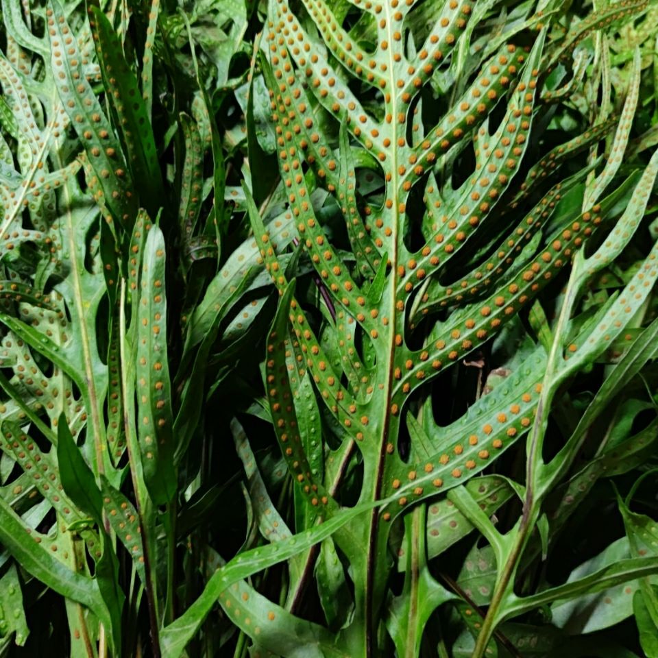 新鲜现采 公神草 七星剑 脉门草 通脉草 500克