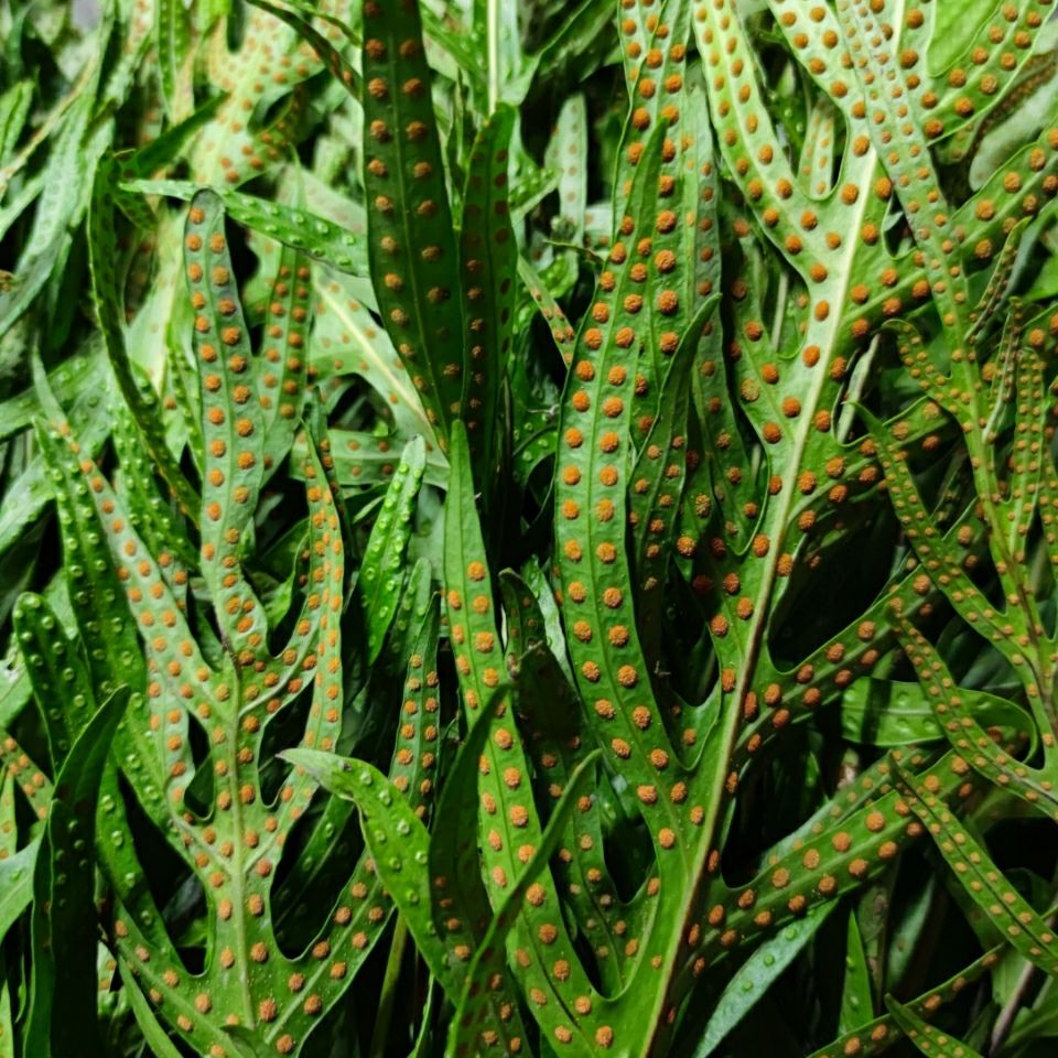 新鲜现采 公神草 七星剑 脉门草 通脉草 500克