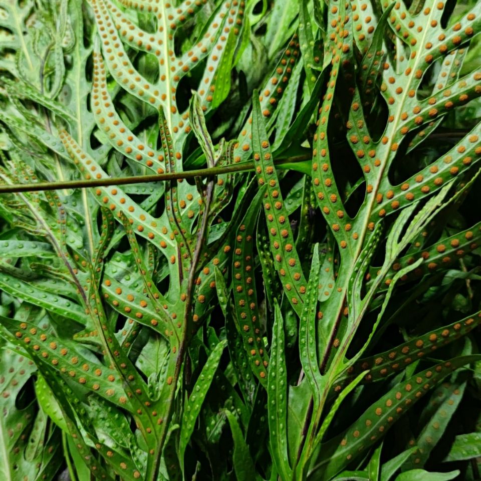 新鲜现采 公神草 七星剑 脉门草 通脉草 500克