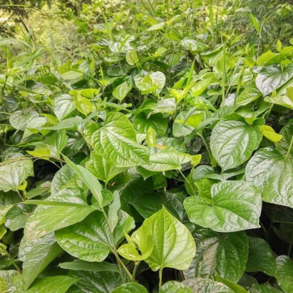 野菜新鲜天然蛤蒌苗假蒌叶苗假蒟苗蒌叶苗青蒌苗臭蒌野菜野生急捞 虎窝拼