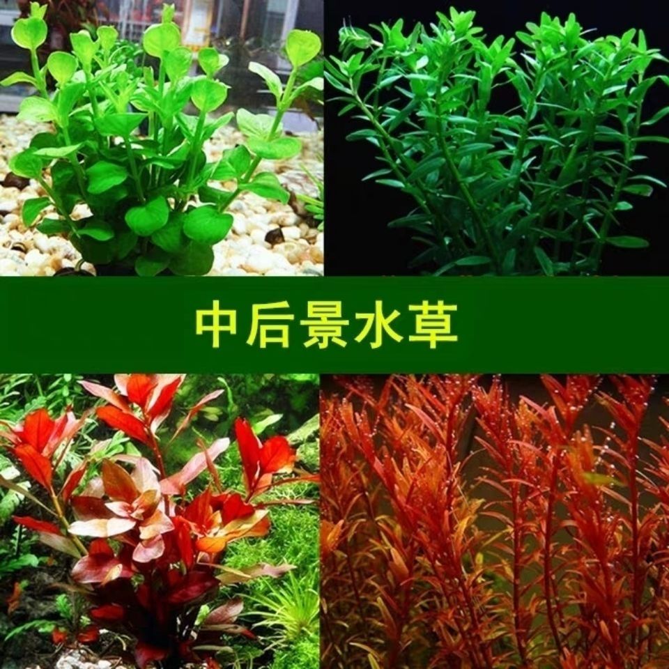 水草套餐好养耐活真水草植物绿菊大叶绿九冠鱼缸水草造景 虎窝拼