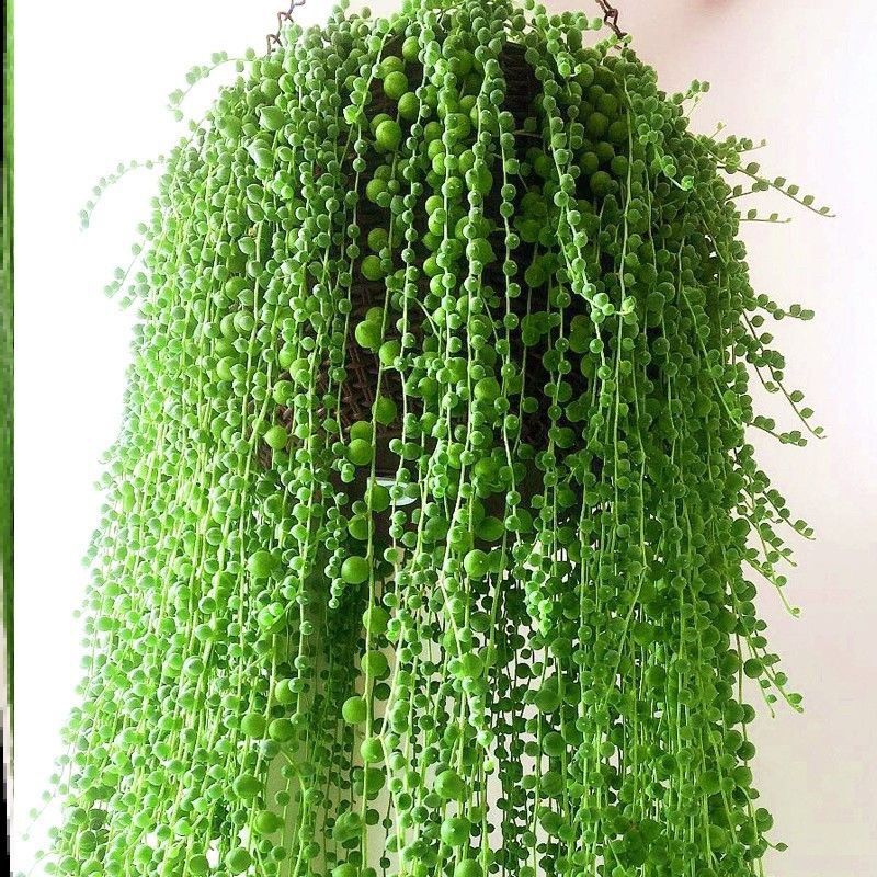 多肉植物紫玄月情人泪佛珠爱之蔓吊兰盆栽室内植物盆栽花卉花苗 虎窝拼