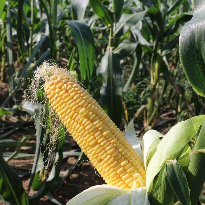 糯玉米和甜玉米是转基因吗 718260c1-7145-46ab-b262-7cbd658625cd.jpeg