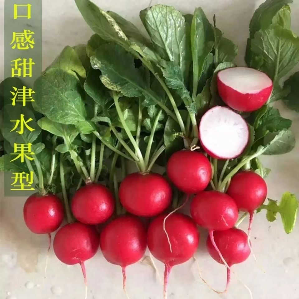 樱桃红丁水萝卜种籽迷你蔬菜盆栽散装红白小萝卜水果蔬菜萝卜种子