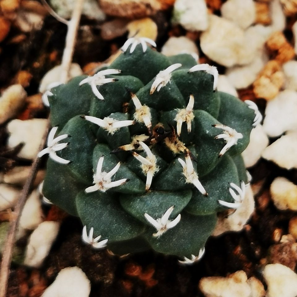 单棵实生仙人球赤花娇丽红色花三年株1 2厘米直径多肉植物 虎窝拼