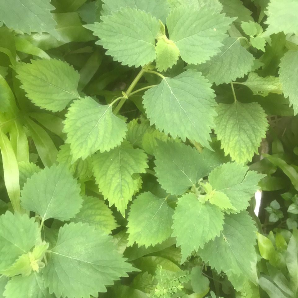 野生草药广防风 抺草新鲜500g可与柚子叶 芙蓉花一起洗澡