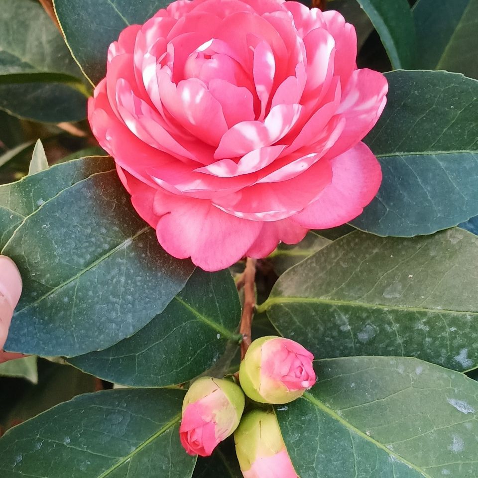 四季茶花夏日系国色夏梦衍平带花苞小苗重瓣花卉植物室内阳台盆栽