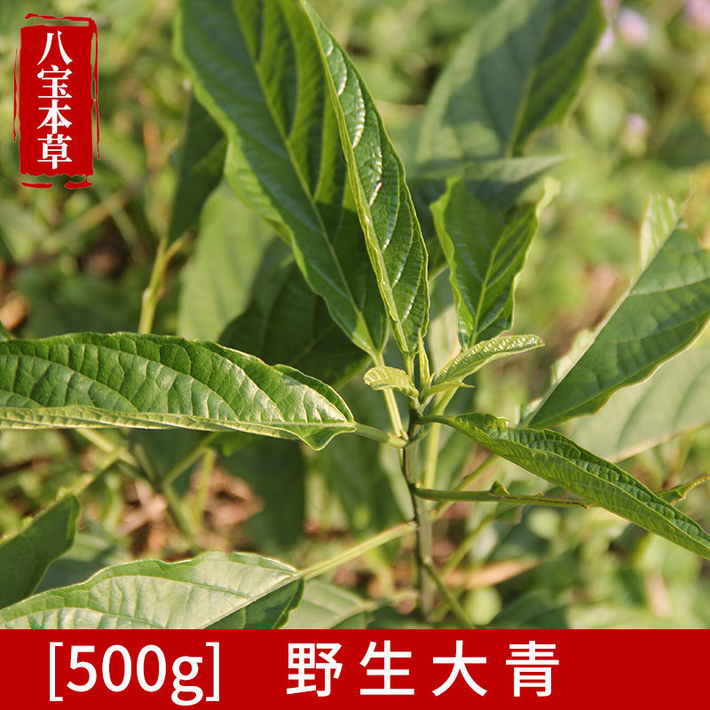 天然野生大青叶新鲜臭大青路边青中草药大青树臭树根枝叶500g药材