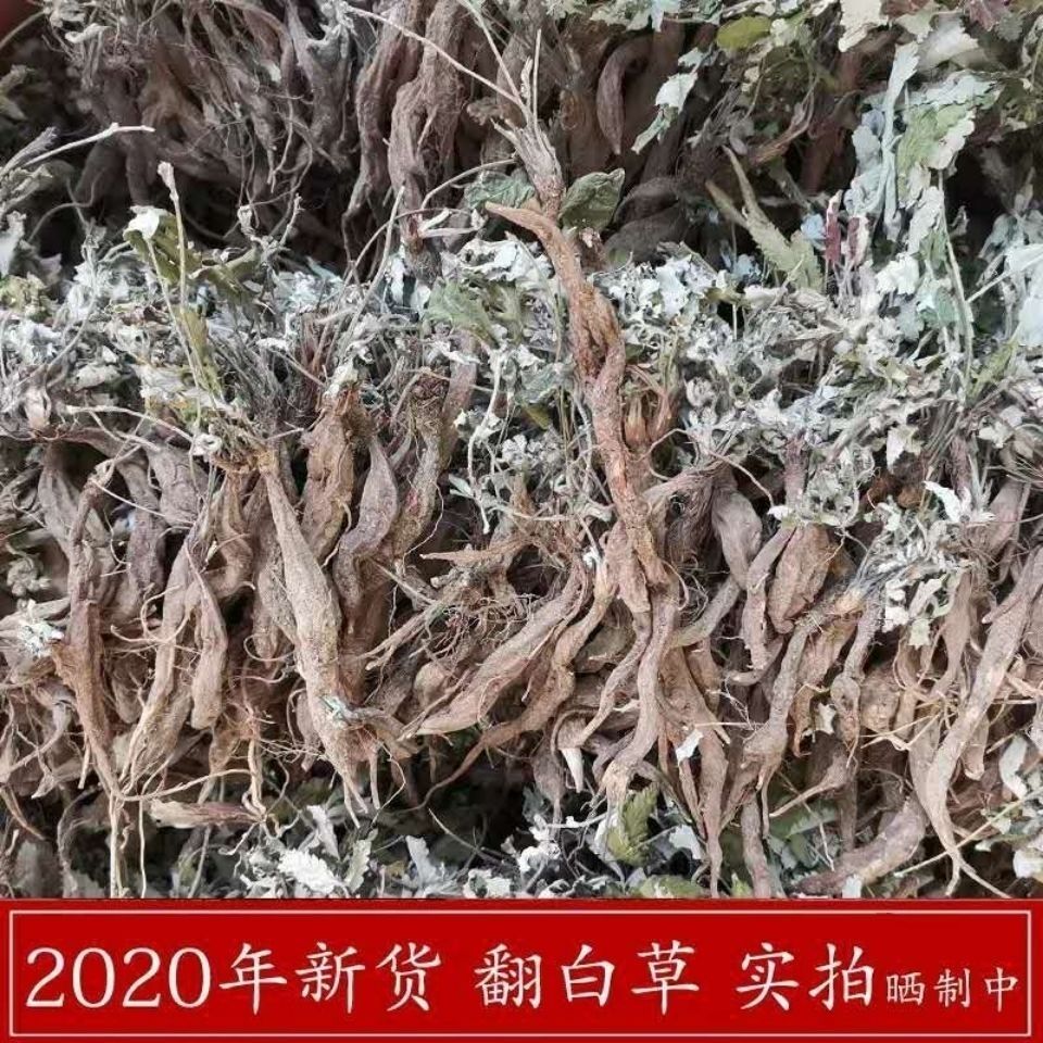 2021年新货翻白草降糖干品 野生新鲜整颗带根中药材翻白草【2月15日发