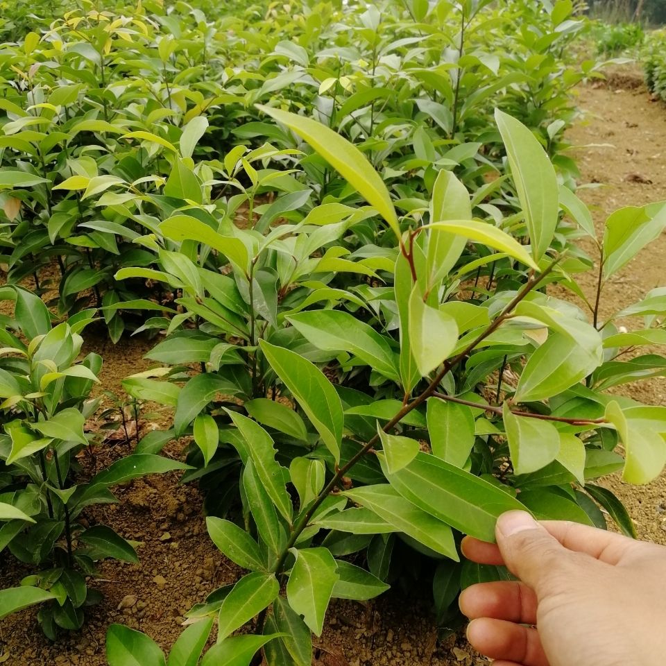 供应天竺桂小苗广西天竺桂树苗行道树绿化苗,保湿包邮发货