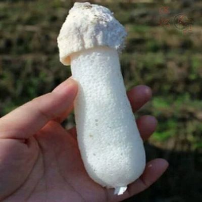 127880/特级不开伞竹荪干货新品无硫熏土特产野生菌短裙竹荪新货