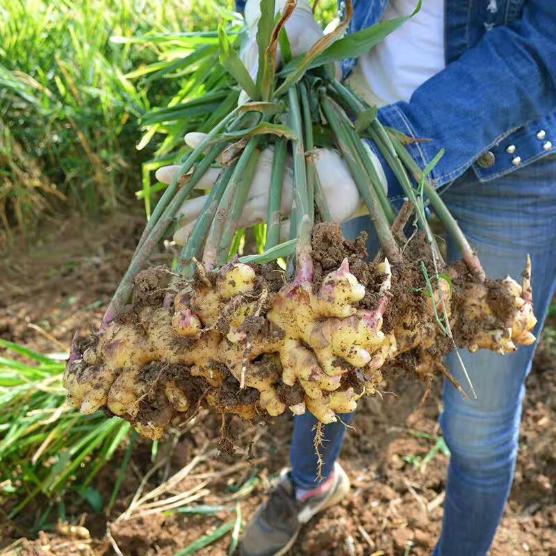 云南高原高山小黄姜现挖新姜生姜老姜月子姜土嫩姜母姜丝调味批发