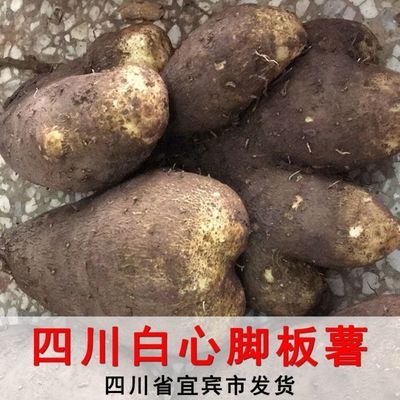 四川白心脚板薯大薯白薯切苕牛心苕毛薯板栗薯山药白心板薯