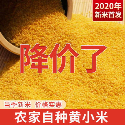 36781/山西农家新小米5斤养胃黄小米月子米五谷杂粮粥宝宝米小黄米1斤批