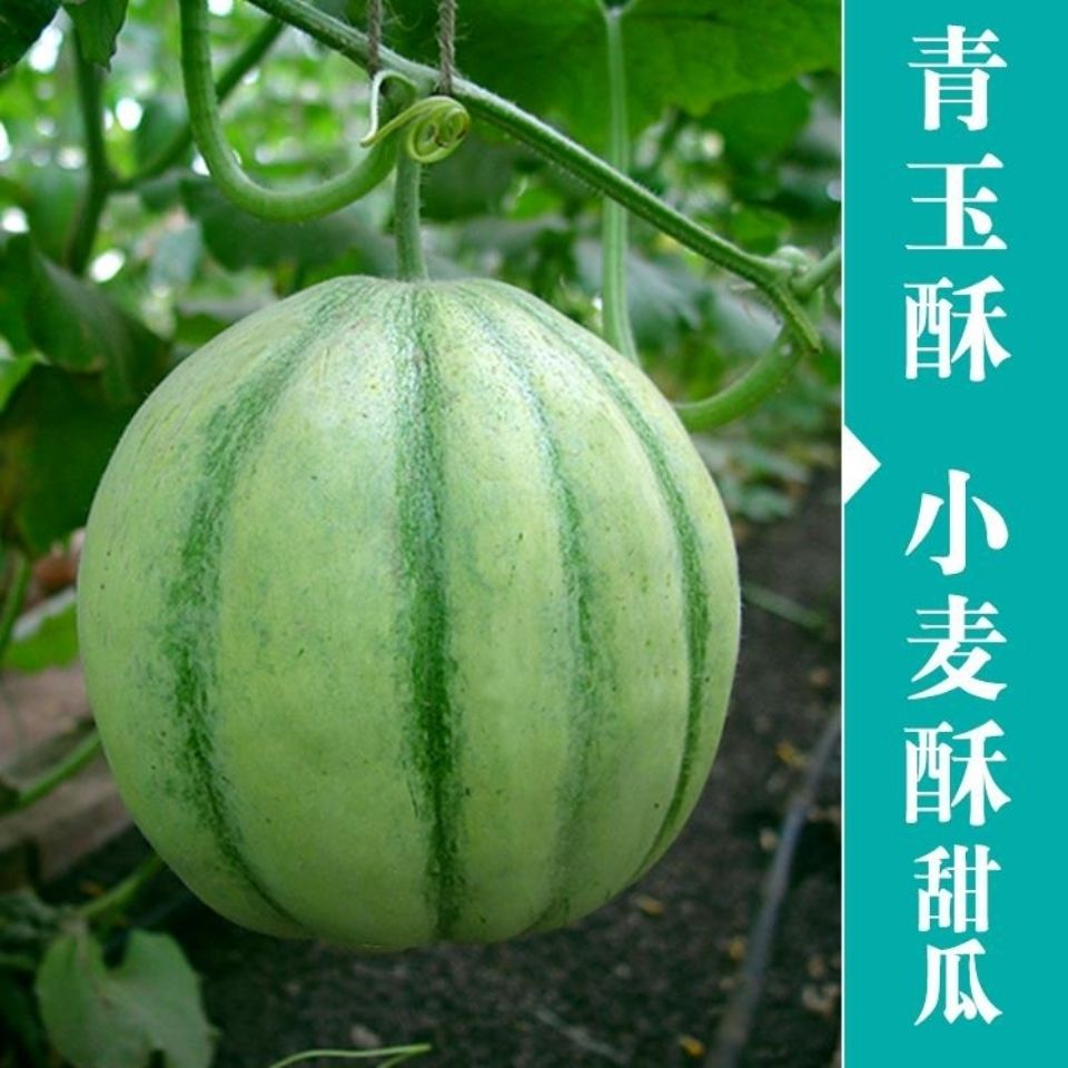 青皮甜瓜种子小麦酥青玉酥香瓜脆瓜甜瓜羊角蜜绿宝石蔬菜水果种子