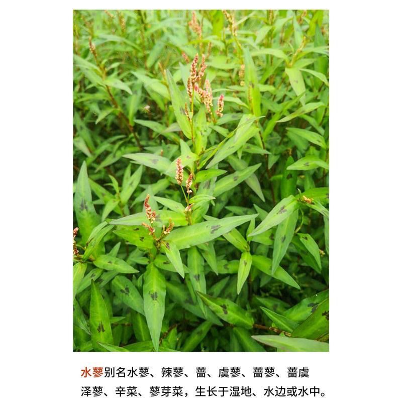 新鲜红蓼草柿子去涩神器水蓼辣蓼水丁香丁香蓼田蓼草水油麻