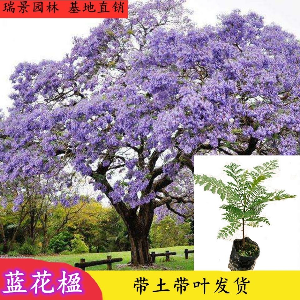 蓝花楹树苗凤凰木树苗珍贵树苗庭院绿化公园小区街道盆栽地栽 虎窝拼