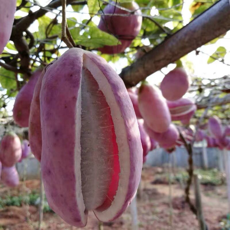 野生八月瓜种子紫果八月瓜树种子庭院爬藤植物食用水果八月炸种苗 虎窝拼