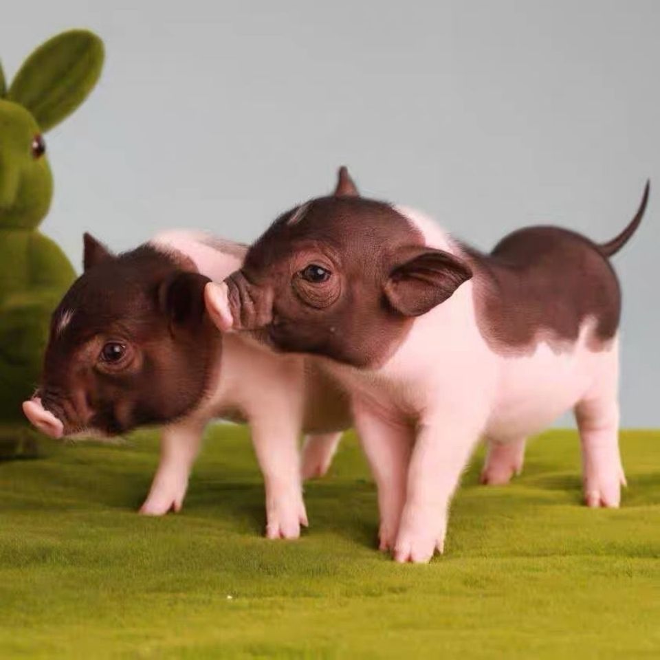 纯种泰国迷你猪宠物猪小香猪活宠物长不大活物小型香猪活体幼崽