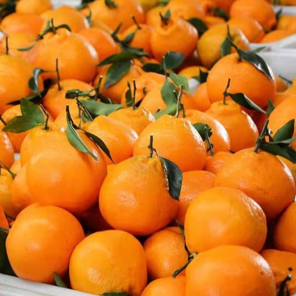 蜜甜多汁四川耙耙柑高山应季新鲜水果现摘现发非不知火丑橘子