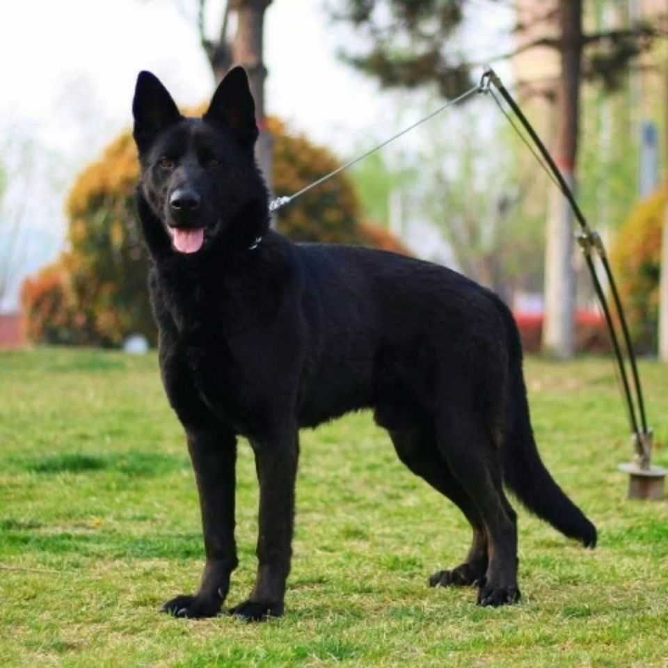 纯种东德犬幼犬活体纯黑色东德牧羊犬大骨架看家犬幼崽东德牧羊犬
