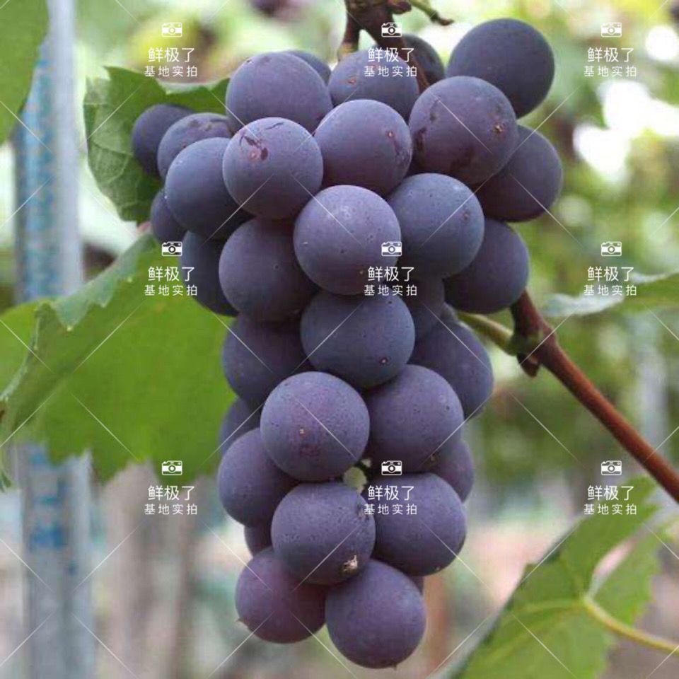 75809-东北巨峰葡萄新鲜水果超甜孕妇儿童水果非夏黑葡萄提子整箱发货-详情图