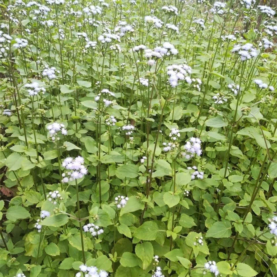 新鲜天然青草白花臭草 胜红蓟 咸虾花 脓泡草 霍香蓟全草500g包邮