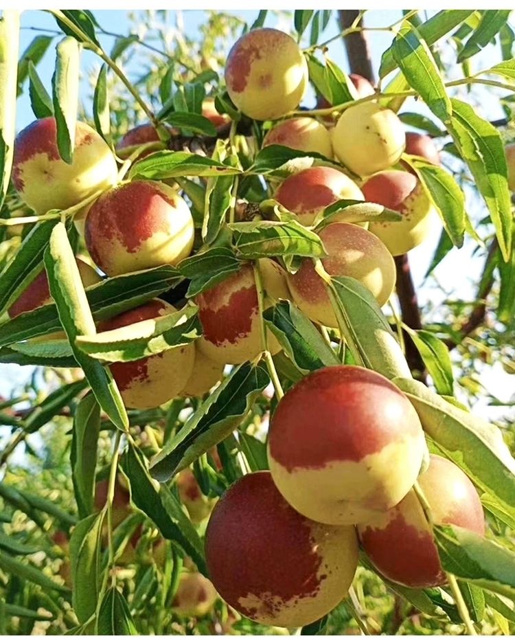 d现货沾化冬枣3斤装红枣脆甜枣子新鲜水果非大荔