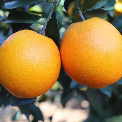 【爆甜多汁】脐橙20斤大果新鲜水果5-20斤(多仓)江西赣南橙子