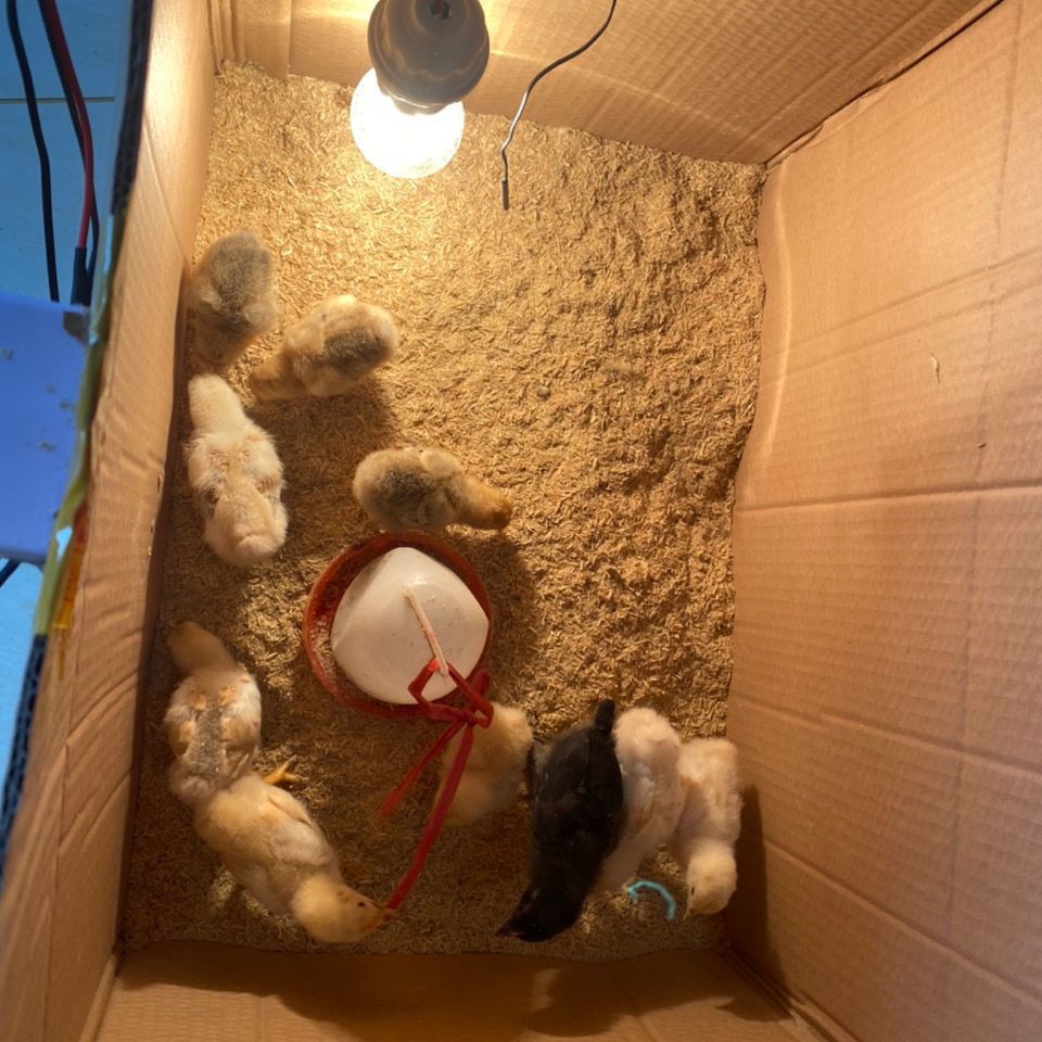 小鸡保温箱自动控温鹌鹑保温箱小鸟宠物育雏保温自动加热育雏设备