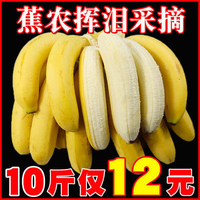 云南自然熟香蕉水果新鲜当季批发5斤/10斤大香焦非广西小米蕉芭蕉