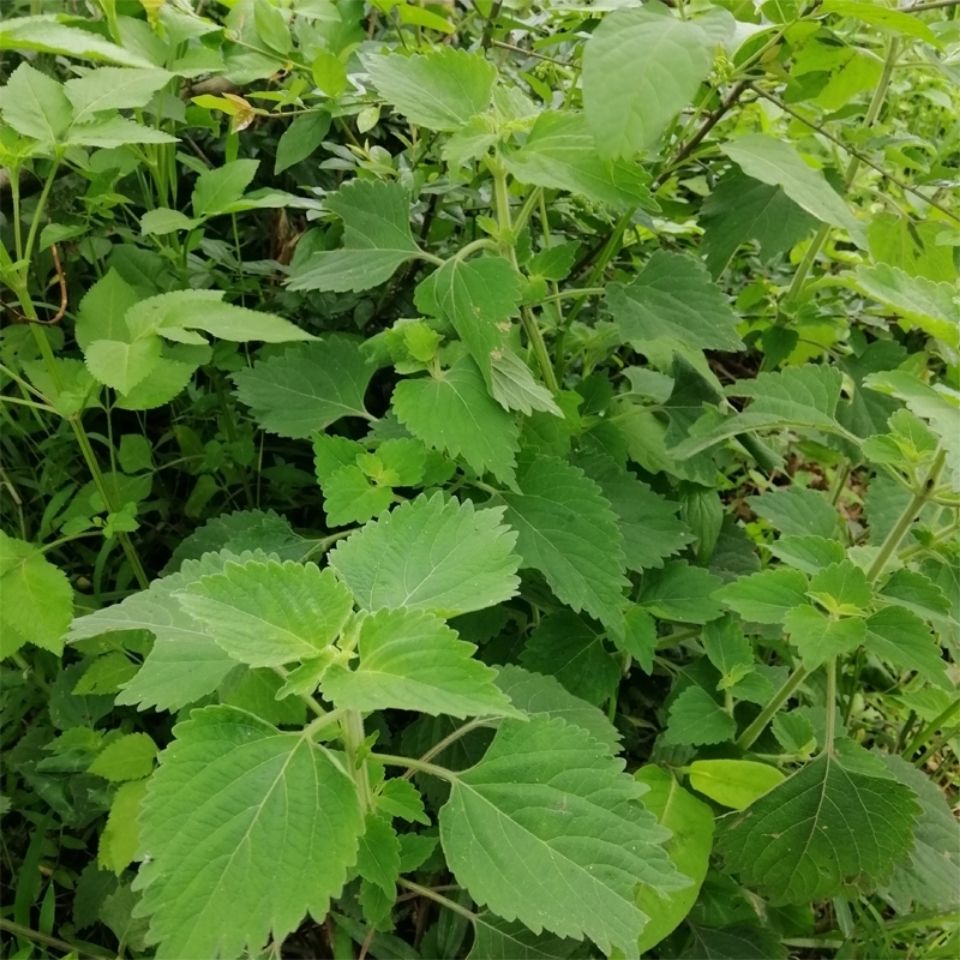 新鲜天然抹草广防风草 落马衣 排风草土藿香茉草荆芥500g包邮