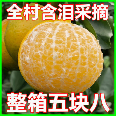 现货广西皇帝柑桔子批发新鲜橘子水果皮薄当季孕妇甜贡柑非砂糖橘