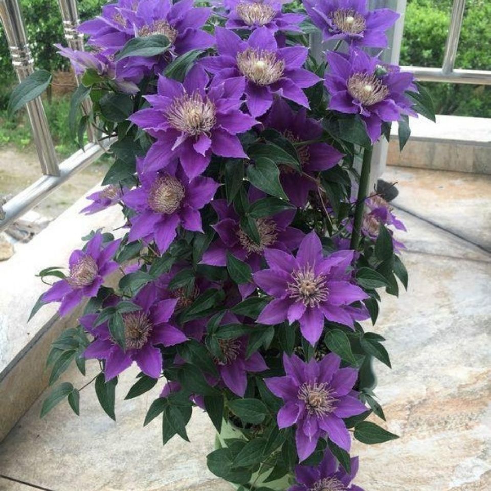 铁线莲啤酒巴黎塞尚蜜蜂之恋攀援爬藤花苗植物盆栽阳台庭院花卉