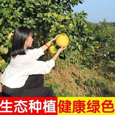 【梅州】沙田柚子金柚白心应季新鲜水果当季批发