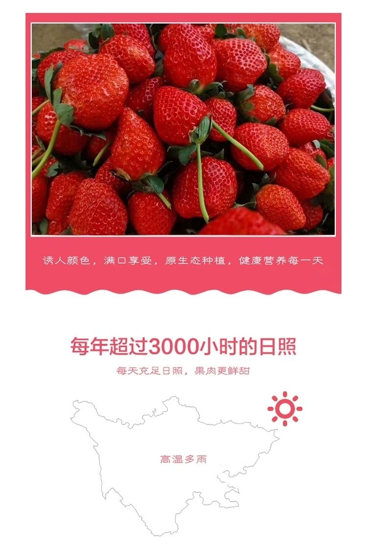 泰初源 新鲜牛奶草莓水果当季红颜奶油草莓一件代发