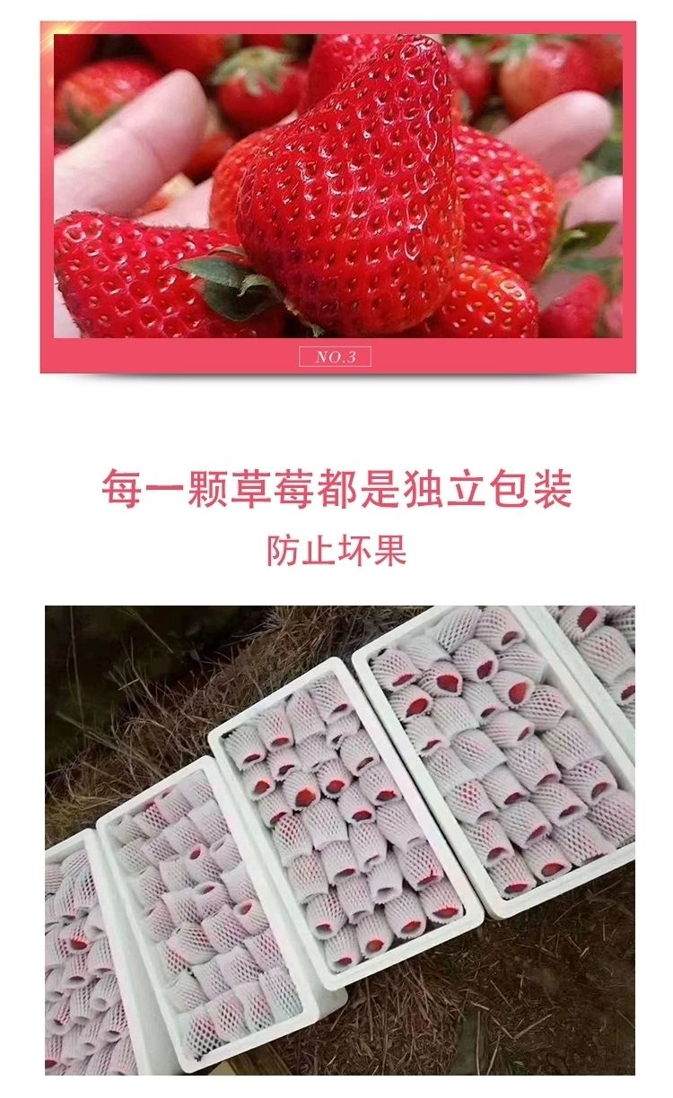 泰初源 新鲜牛奶草莓水果当季红颜奶油草莓一件代发