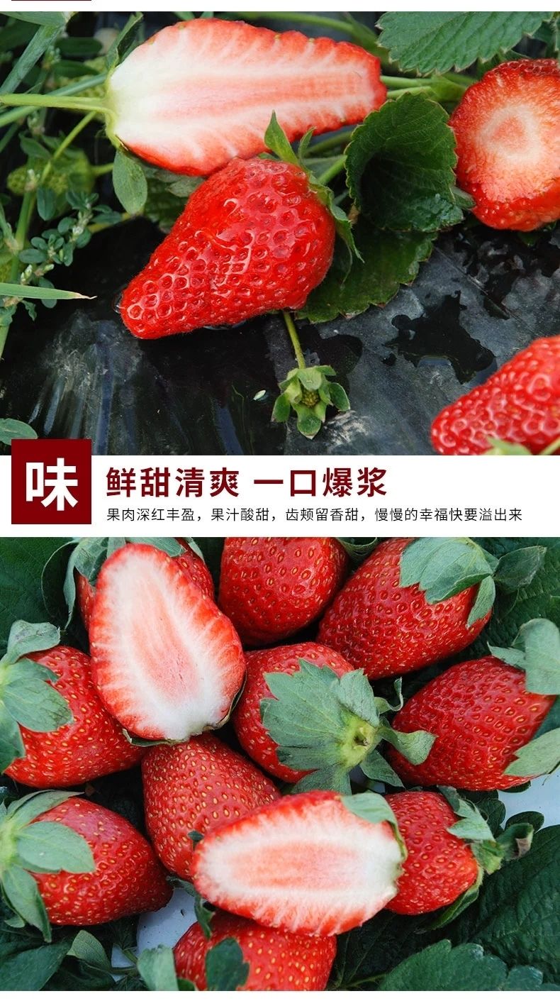 泰初源 新鲜牛奶草莓水果当季红颜奶油草莓一件代发