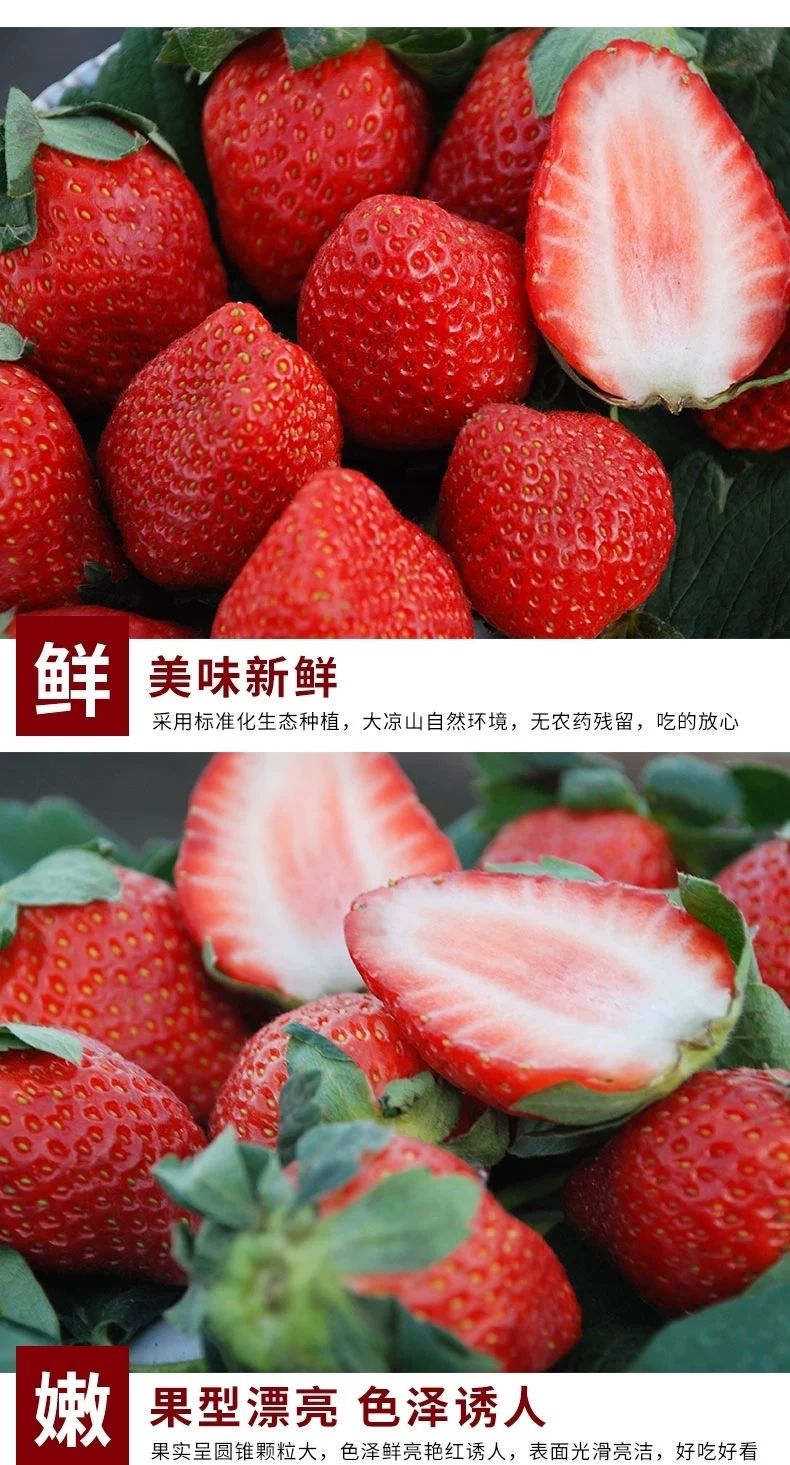 泰初源 新鲜牛奶草莓水果当季红颜奶油草莓一件代发
