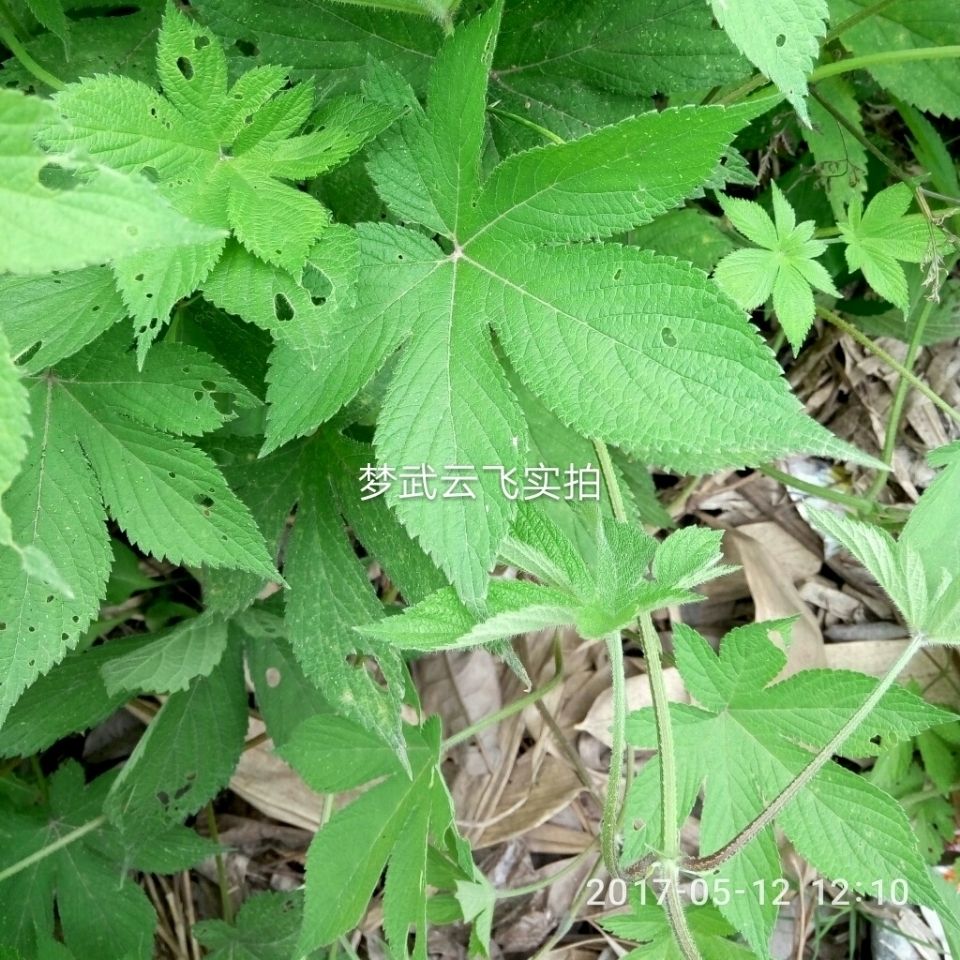新鲜天然青草葎草拉拉藤 蛇割藤 割人藤拉拉秧五爪龙全草500g包邮