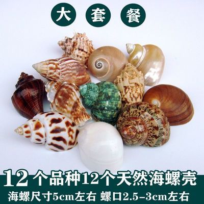 海螺贝壳卷贝鱼寄居蟹备用替换壳鱼缸水族大小寄居蟹壳套餐