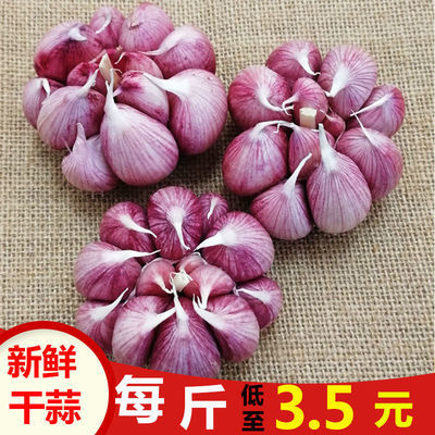 75873/红皮大蒜新鲜干蒜大蒜头种子 香蒜头干蒜紫皮大蒜批发价2/5/10斤